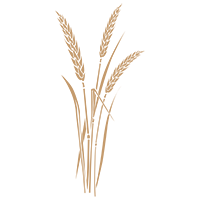 Wheat (Sides)